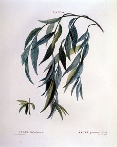 Blad av gråtepil (Salix babylonica). av Unknown artist