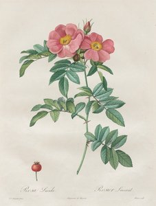 Rosene: Rosa Lucida av Unknown artist