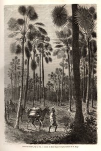 Løytnant Mages karavane går videre mot Niger og krysser en skog av gigantiske palmetrær i provinsen Damfa, Mali. Gravering for å illustrere reisen til Vest-Sudan til løytnant (Marine) M. Mage, i 1863-1866, publisert i "Le tour du monde, nouve av Unknown artist