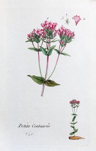 Kleine Tausendgüldenkraut von Unknown artist