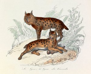 Gaupe og kanadagaupe, to firbente pattedyr, klassifisert av Linneene og Cuvier (gravering) av Unknown artist