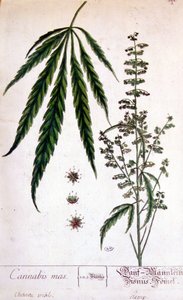 Mannlig cannabisplante. 1800-talls gravering. av Unknown artist