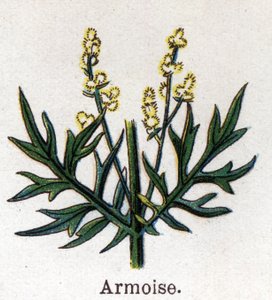 Medisin og mat botaniske planter: sagebrush. Gravering i "" La medication naturelle"", av Friedrich Eduard Bilz (1842-1922) av Unknown artist