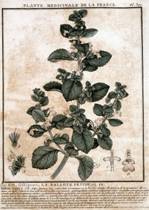 Medisinplante fra Frankrike: den illeluktende belotte. av Unknown artist