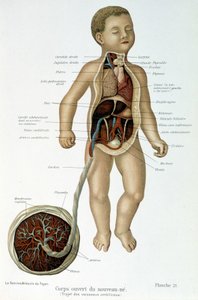 Medisin: nyfødt (flådd i bysten). av Unknown artist