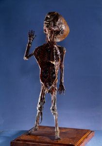 Medisin: skrell figur. Privat samling fra 1700-tallet av Unknown artist