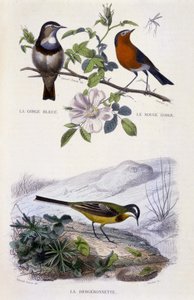 Natural History Plate: Birds: The Bluethroat (Gorge Bleue), Robin (Rouge Gorge) og wagtail - i "" Works of Buffon, T.5, ed. Røyker Jouvet & Cie av Unknown artist