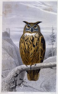 Natural History Plate: Owl: The Grand Duke (Grand Duke) - i "" Works of Buffon"", T.5, red. Fume Jouvet & Cie av Unknown artist