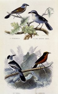 Naturhistorisk tavle: Fugler: ecorcheuren, den grå greche-paien, vangaen og gonoleken - i “” Works of Buffon””, T.5, red. Røyker Jouvet & Cie av Unknown artist