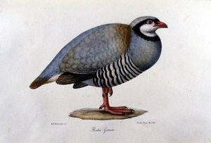 Naturhistorisk styre som representerer en gresk rapphøne. 1800-talls gravering. av Unknown artist