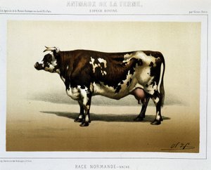 Normannisk ku av Unknown artist