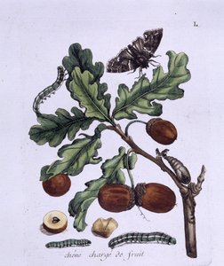 Eikefrukt: eikenøtter, sommerfugler og larver av Unknown artist