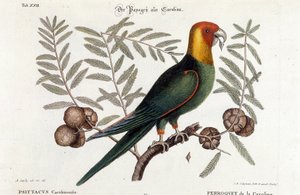 Ornitologi: Carolina papegøye. (Psittacus caroliniensis) av Unknown artist