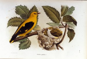 Ornitologi: en loriot nær reiret til ungene. av Unknown artist