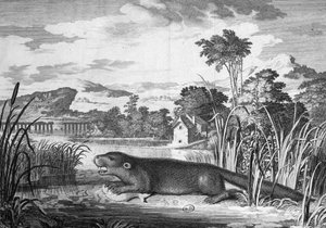 Otter - gravering av Unknown artist