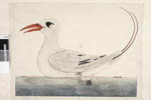 Side 100. Phaeton Red, Tailed Tropicbird Phaethon rubricauda, 1791-92 av Unknown artist