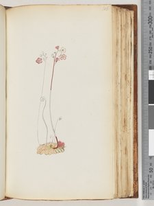 Side 106. Ingen inskripsjon, tegning uferdig av Unknown artist