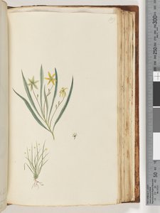 Side 109. Ingen inskripsjon. Uidentifisert plante av Unknown artist