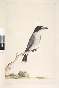 Side 10. Vanga. nederst i midten i annen hånd Naturlig størrelse, iris tvilsom Grå slakterfugl Cracticus torquatus hann, 1791-92 av Unknown artist