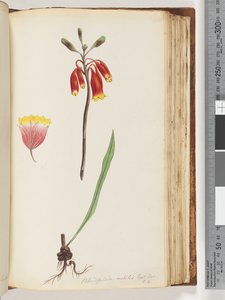 Side 110. Blandfordia nobilis Exot. Bot / t. 4. Juleklokke av Unknown artist