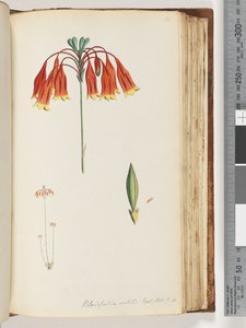 Side 111. Blandfordia nobilis Exot. Bot. t. 4. Juleklokke av Unknown artist
