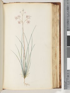 Side 115. Uidentifisert plante av Unknown artist
