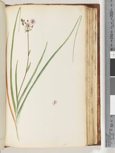 Side 117. Uidentifisert plante av Unknown artist