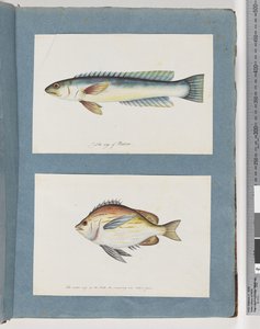 Side 11. Uidentifisert fisk. 12. Uidentifisert fisk av Unknown artist