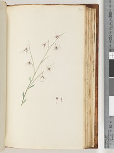 Side 121. Uidentifisert plante av Unknown artist
