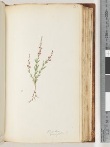 Side 122. Baeckea densifolia, ev av Unknown artist