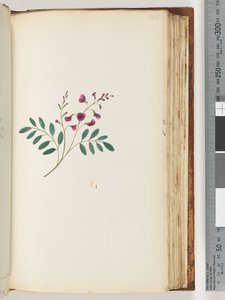 Side 125. Uidentifisert plante av Unknown artist