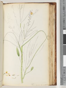 Side 126. Uferdig tegning av Viminaria denudata av Unknown artist