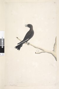 Side 12. Ocypterus. over tittel i annen hånd april,  naturlig størrelse Dusky Wood, Swallow Artamus cyanopterus, 1791-92 av Unknown artist
