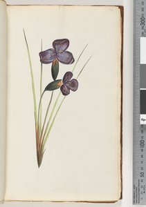 Side 12. Uidentifisert plante av Unknown artist