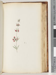 Side 130. Uidentifisert plante av Unknown artist