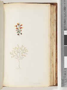 Side 132. Ericifolia av Unknown artist