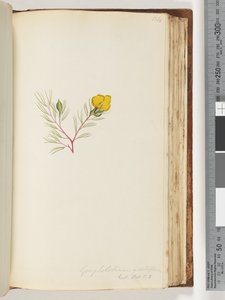 Side 134. Gompholobium grandiflorum / Exot. Bot. t. 5 av Unknown artist