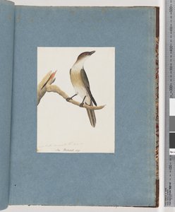 Side 137. Uidentifisert fugl, muligens Harmonic Thrush av Unknown artist