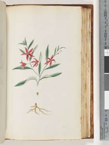 Side 137. Uidentifisert plante av Unknown artist
