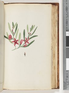 Side 138. Ikke navngitt blomstrende plante og insekt av Unknown artist