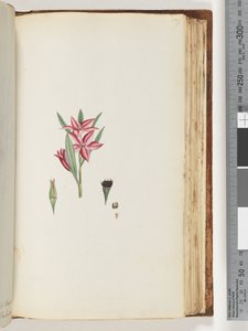 Side 139. Unavngitt blomstrende plante av Unknown artist