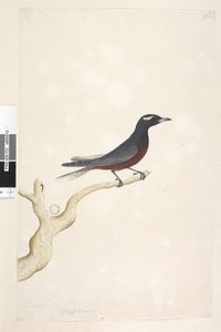 Side 13. Ocyptamus. over tittel i annen hånd desember. Naturlig størrelse Hvit, Browed Wood Swallow Artamus superciliosus, hann, 1791-92 av Unknown artist