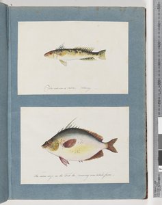 Side 13. Uidentifisert fisk. 14. Uidentifisert fisk av Unknown artist