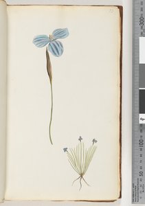 Side 13. Uidentifisert plante av Unknown artist