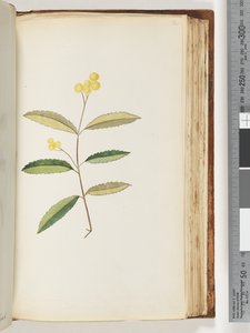 Side 140. Uidentifisert blomst, oktober 1794 av Unknown artist