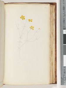 Side 142. Ingen inskripsjon, uferdig tegning, uidentifisert plante av Unknown artist
