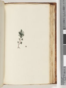 Side 143. Uidentifisert plante av Unknown artist