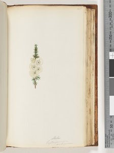 Side 145. Alela / Leptospermum ambiguum av Unknown artist