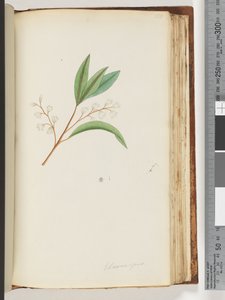 Side 150. Elaeocarpus av Unknown artist