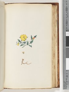 Side 153. Uidentifisert plante av Unknown artist